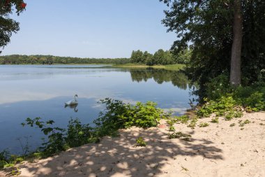 White swan near the lake shore. Landscape with forest lake