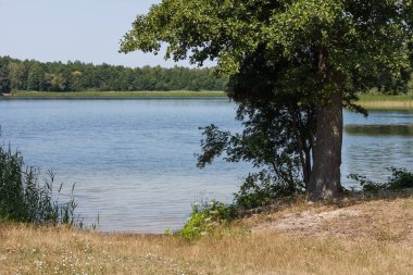 Orman gölünün kıyısındaki ağaçlar. Sahilden güzel manzara