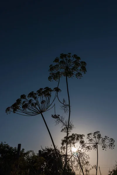 Silhouette Egy Esernyő Virágzása Kapor Háttérben Naplemente — Stock Fotó