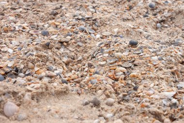 Kumsal kumu ve deniz kabukları. Deniz teması. Yakın plan. Alanın küçük derinliği (DOF)