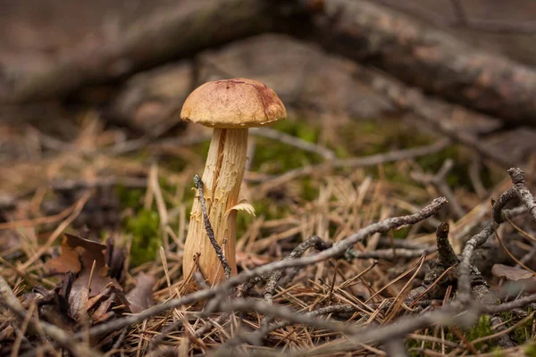 Aureoboletus Projectellus Mushroom Grows Coniferous Forest Small Depth Field — Photo