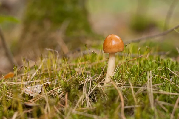 Champignons Sauvages Avec Des Chapeaux Orange Poussent Milieu Mousse Petite — Photo