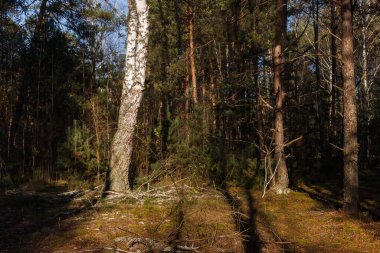 Sarı akşam güneşiyle aydınlatılmış çam ormanlarındaki huş ağaçları..