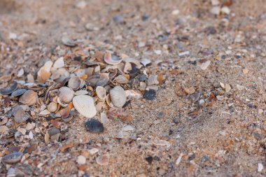 Kumsalda deniz kabuğu. Plaj geçmişi. Deniz teması. Küçük alan derinliği