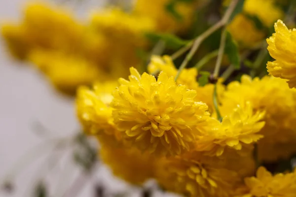 Crisantemos Amarillos Con Gotas Lluvia Jardín Pequeña Profundidad Campo — Foto de Stock