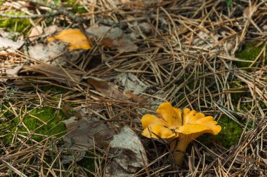 Beautiful chanterelle (cantharllus cibrius) mushrooms in the forest. Shallow depth of field (DOF)