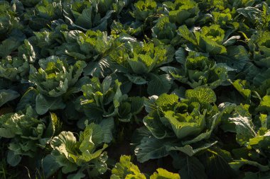 Bahçedeki lahana batan güneşten yanıyor.
