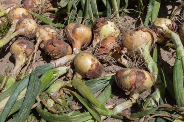 Güneşli bir günde soğan hasadı kurutmak. Üst görünüm.