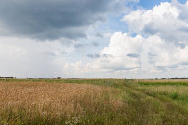 Tarlalı çayır manzarası, ufukta orman ve bulutlu güzel gökyüzü. Yaz manzarası.