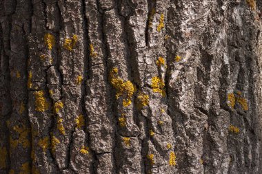 Kavak kabuğu dokusu. Kabuk dokusu. Yakın plan.