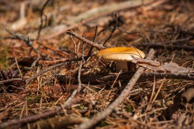 Kozalaklı ormandaki yeşil yosunlarda Russula