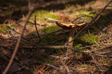 Kozalaklı bir ormanda Cortinarius Caperatus. Küçük alan derinliği