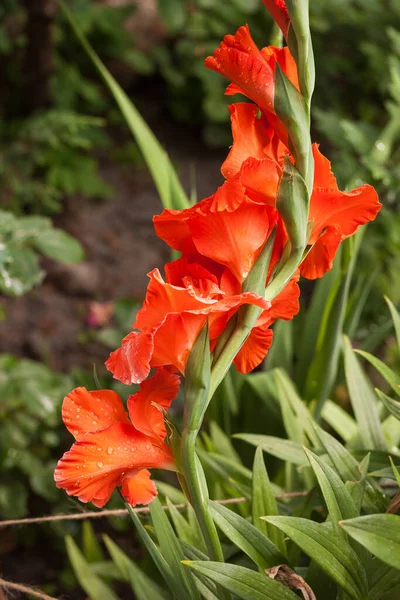 Bahçedeki Gladiolus Çiçeği — Stok fotoğraf