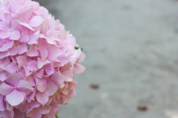 Hydrangea花关闭 实地深度小 — 图库照片