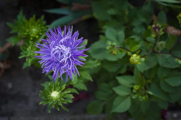 Bahçede Aster Mavisi Küçük Bir Alan Derinliği Üst Görünüm — Stok fotoğraf