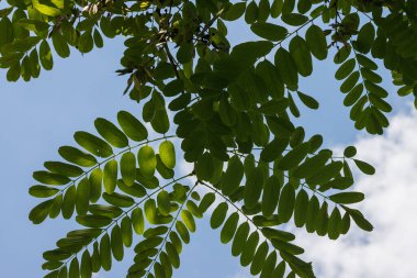 Akasya yaprakları gökyüzü arkaplanında, alt görünümde