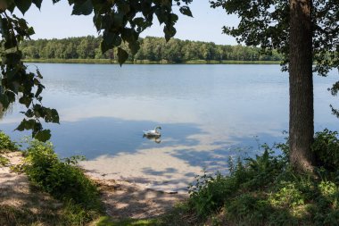 Göl kıyısında beyaz kuğu. Orman gölü manzarası