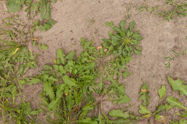 Karahindiba yaprakları ve diğer bitkiler. Üst görünüm. 