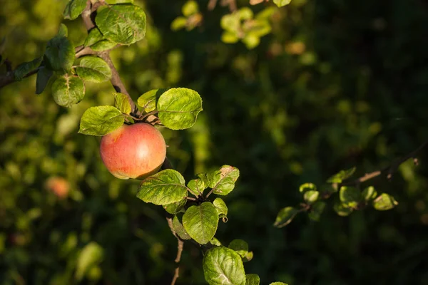 Manzanas Maduras Rama Luz Del Sol Primer Plano Pequeña Profundidad — Foto de Stock