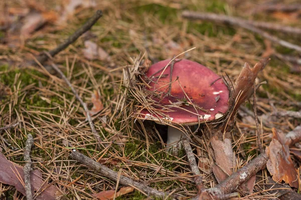 Russula Rosea Dans Une Forêt Conifères Petite Profondeur Champ — Photo