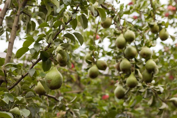 Peras Maduras Rama Pequeña Profundidad Campo — Foto de Stock