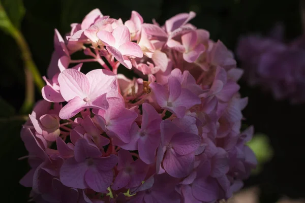Hydrangea Flowers Bliska Mała Głębokość Pola — Zdjęcie stockowe