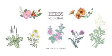 Şifalı bitkiler koleksiyonu. Rosehip Calendula papatya sütü deve otlu naneli şeker. Vektör renkli arkaplan.