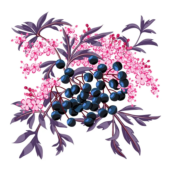 Sambucus Černé Bezinky Bobulemi Listy Starší Květina Kvete Vektorové Ilustrace — Stockový vektor