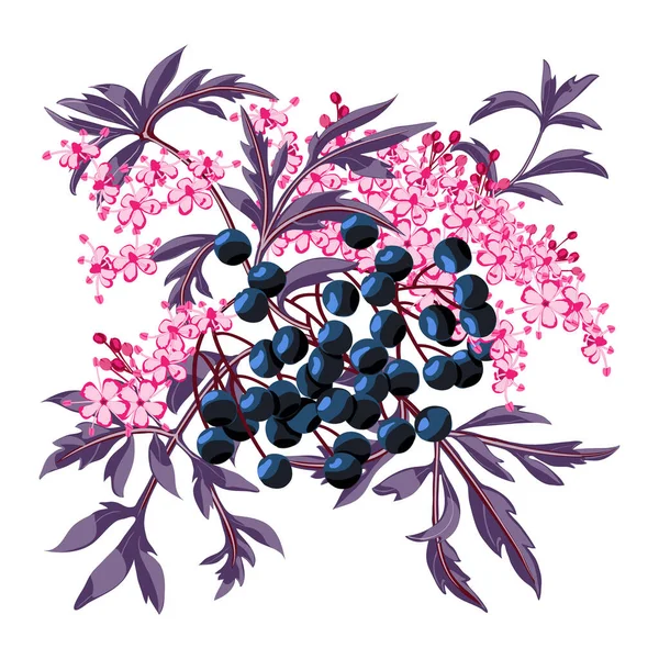 Sambucus Ramo Sabugueiro Preto Com Bagas Folhas Flor Flor Ancião — Vetor de Stock