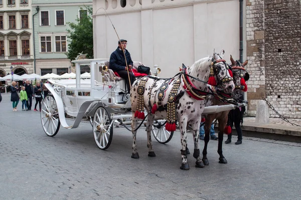 Krakow, Polonya - 18 Temmuz 2016: Koşumlu iki at, turistlerin binmesini bekliyor