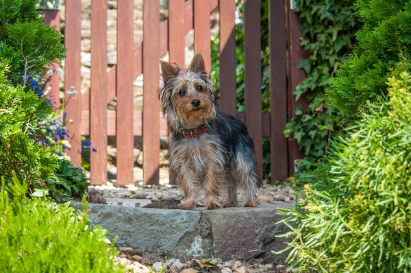 Filhote Cachorro Australian Silky Terrier Jardim Verão — Fotografia de Stock