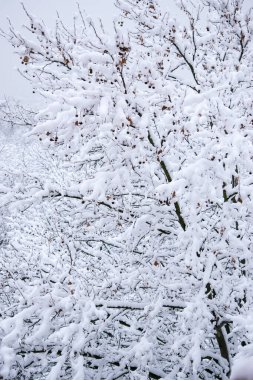 Kış ormanında düşen bir yaprak ağacının karla kaplı dalları.