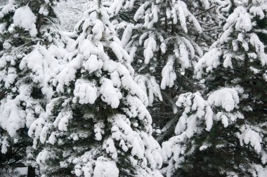Kış ormanındaki kozalaklı bir ağacın karla kaplı dalları.