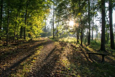 Batan güneşle aydınlatılan sonbahar yaprak döken orman. Düşen yapraklarla kaplı bir yürüyüş yolu.