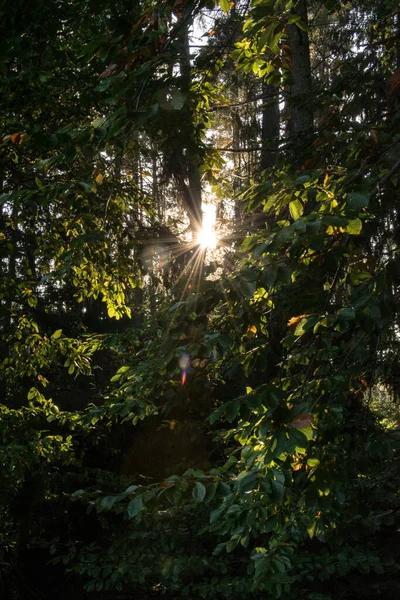 Zonsondergang Het Loofbos Zonnestralen Schijnen Door Groene Bomen — Stockfoto