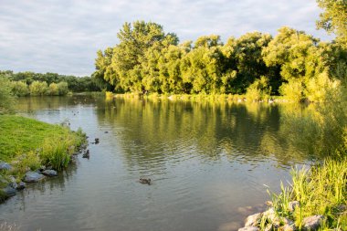 Çek Cumhuriyeti 'nin Kurim kasabası yakınlarında ördek ve kuğuların yaşadığı ağaçların arasında küçük bir gölet. Etrafı su ve ağaçlarla çevrili yaz manzarası.