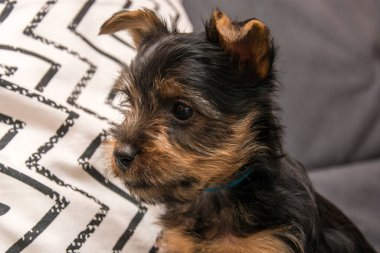 Avustralya İpeksi Teriyer köpeği - kafanın yakın plan portresi.