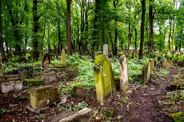 Vecchio Cimitero Ebraico Con Tombe Ricoperte Muschio Erba Alberi Alti — Foto Stock