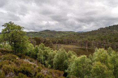 İskoçya 'da Glen Afric denen orman ve ağaçlarla dolu tipik bir manzara.