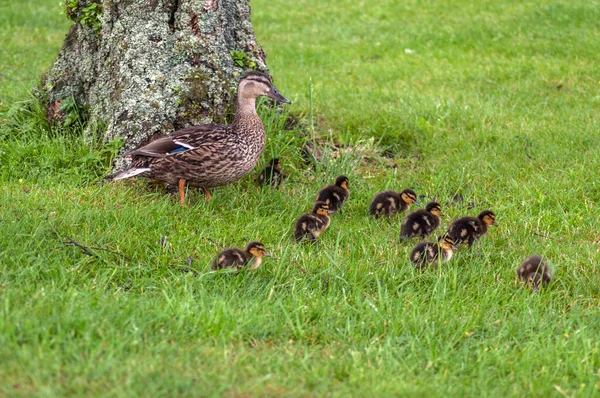 Uma Família Patos Selvagens Natureza Mãe Pato Uma Manada Patinhos — Fotografia de Stock