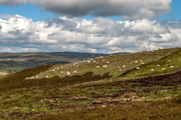 Типичный Пейзаж Шотландского Нагорья Летом Голубым Небом Большим Количеством Овец — стоковое фото