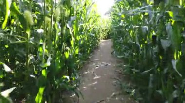 Mısır tarlasından geçmek. Tarlada yeşil yaz bitkileri.