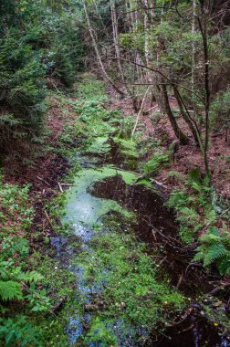 Korunmasız orman ve Borkovice bölgesinde Güney Bohemya 'da yosun dolu bir dere.