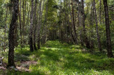 Çimenli bir yolun etrafında bir sıra beyaz huş ağacı duruyor. Ormandaki ağaç sokakta..