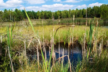 Güney Bohemya 'da Borkovice denen yerde göller, bataklıklar ve kamışlarla dolu yaz manzarası