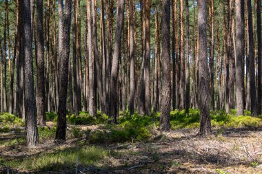 Yürüyüşçüler için ahşap bir yürüyüş yolu çamur ve bataklıklarla dolu bir ormana çıkar..