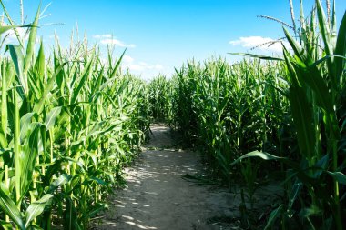 Güneşin aydınlattığı bir mısır tarlası. Yeşil bitki yaprakları ve mavi gökyüzü.