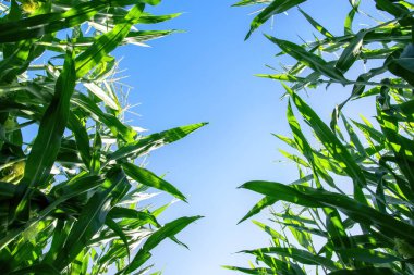 Güneşin aydınlattığı bir mısır tarlası. Yeşil bitki yaprakları ve mavi gökyüzü.