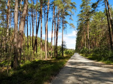 Uzun ağaçların arasından geçen çamurlu bir orman yolu..