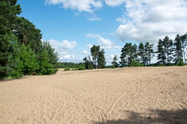 Kum tepeleri yazın ormanda ağaçların arasında. Güney Bohemya 'da kum aşırı yüklenmesi - Vlkov, Çek Cumhuriyeti